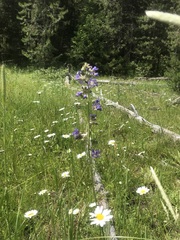 Polemonium occidentale occidentale
