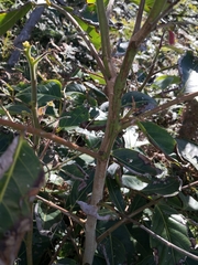 Glochidion sumatranum