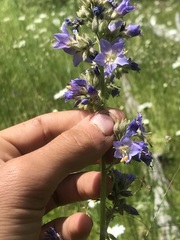 Polemonium occidentale occidentale