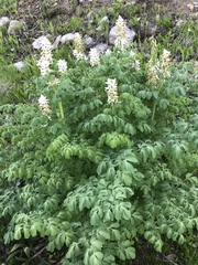 Corydalis caseana brandegeei