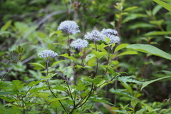 Hydrangea hirta