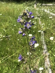 Polemonium occidentale occidentale