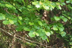 Euptelea polyandra