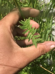Polemonium occidentale occidentale