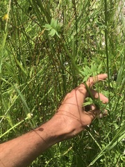 Polemonium occidentale occidentale