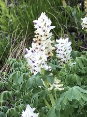 Corydalis caseana brandegeei