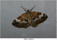 Perizoma alchemillata