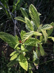 Psychotria loniceroides