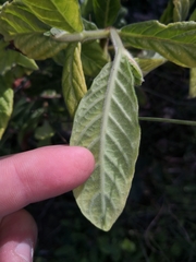 Psychotria loniceroides