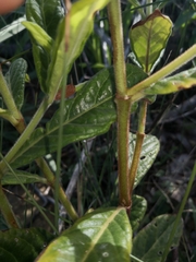 Psychotria loniceroides