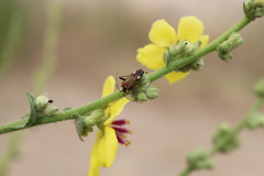 Adelphocoris vandalicus