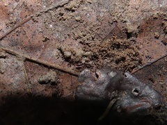 Ponera pennsylvanica