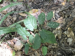 Endodeca serpentaria