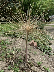 Allium schubertii