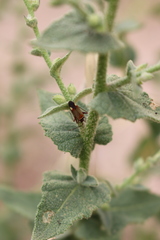 Adelphocoris vandalicus