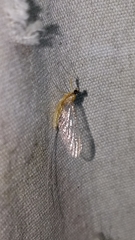 Leucrocuta umbratica