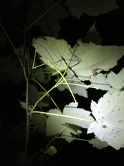 Diapheromera femorata