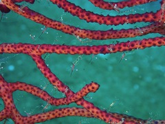 Manipontonia psamathe