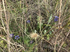 Gentiana affinis ovata