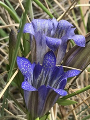 Gentiana affinis ovata