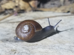 Zachrysia provisoria