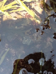 Botryllus schlosseri