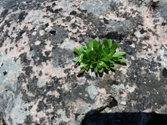 Erigeron philadelphicus provancheri