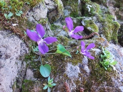 Viola nephrophylla