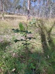 Alectryon subcinereus