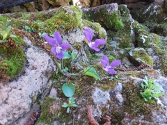 Viola nephrophylla