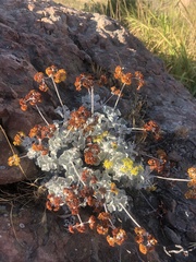 Eriogonum crocatum