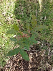 Alectryon subcinereus