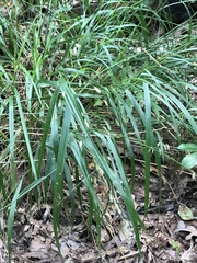 Melica mutica