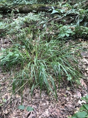 Melica mutica