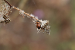 Deraeocoris punctum