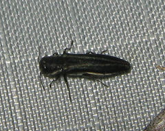 Agrilus bilineatus