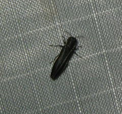 Agrilus bilineatus