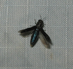 Agrilus obsoletoguttatus