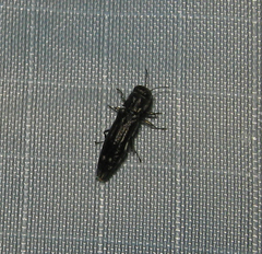 Agrilus obsoletoguttatus