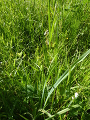 Carex flava