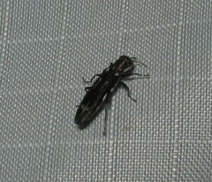 Agrilus obsoletoguttatus