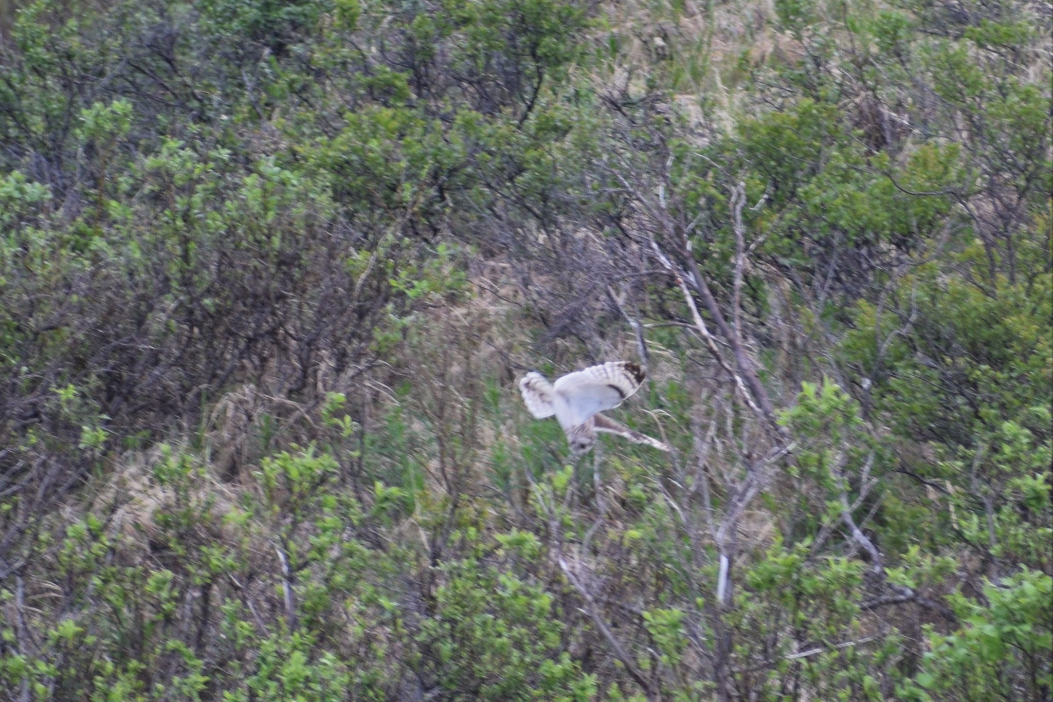 Short-eared Owl