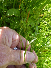 Carex flava