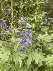 Delphinium barbeyi