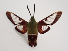 Hemaris gracilis