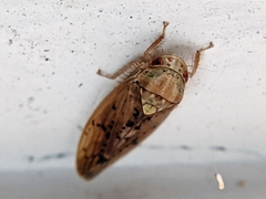 Ponana quadralaba