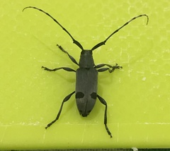 Canidia cincticornis