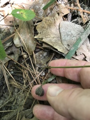 Endodeca serpentaria