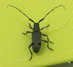 Canidia cincticornis