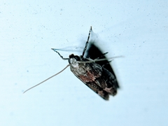 Vitula edmandsii
